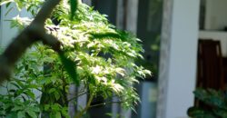 3-bedroom Villa Natalie in Canggu