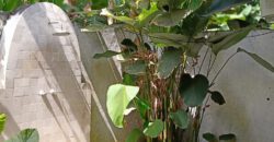 2-bedroom House Jeanette in Canggu